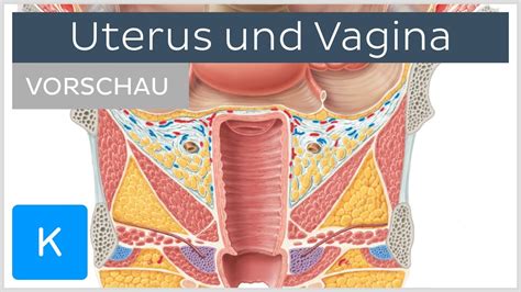 muschi schöne|Vulva.